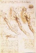 LEONARDO da Vinci The muscles of arm, shoulder and neck oil painting artist
